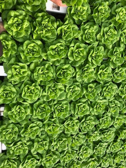 Erntereifer Kopfsalat dicht an dicht, Draufsicht auf die Rosetten