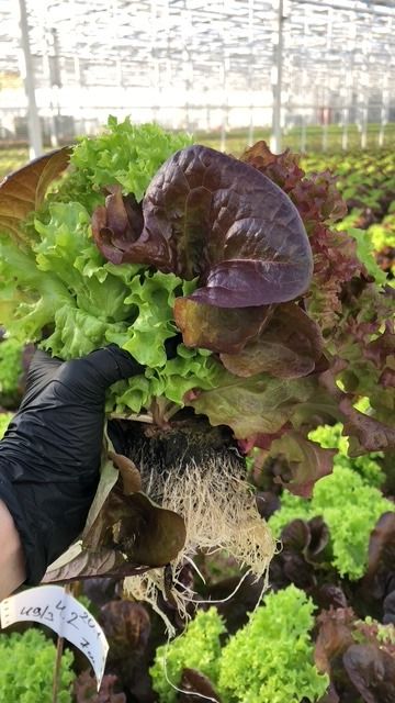 Trio-Salat mit einem gemeinsamen Wurzelballen: drei Salatsorten in einer Hand